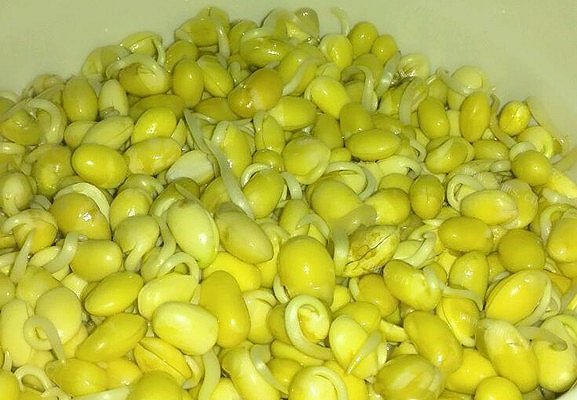黄豆芽