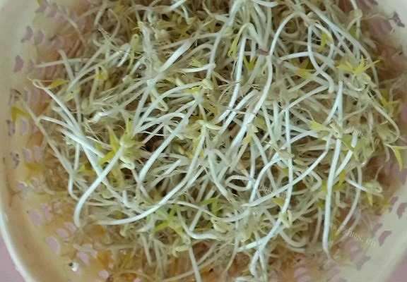 美味的豆芽