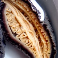 「贴膘季」澳洲黑乌参的N种吃法