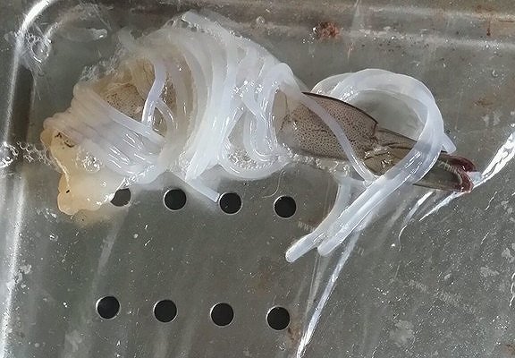 千丝万缕虾家庭版