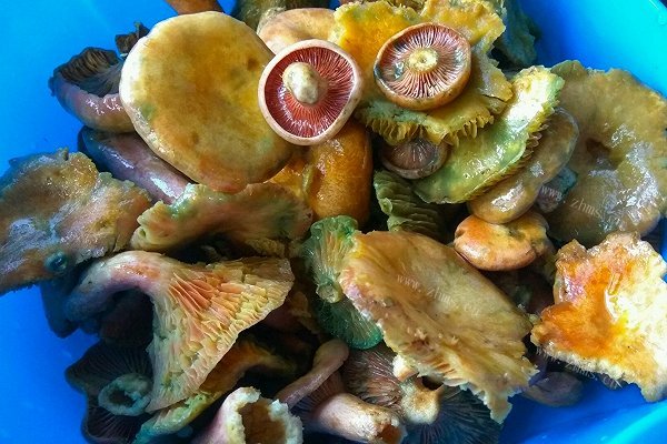 自制炒铜绿菌(野生菌)
