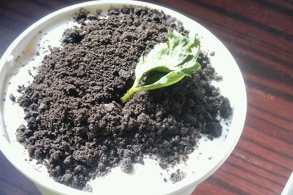 盆栽奶茶「萌」