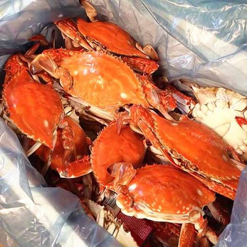 美味的面拖梭子蟹