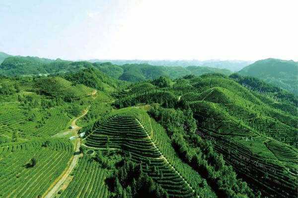 东冈子茶业图1